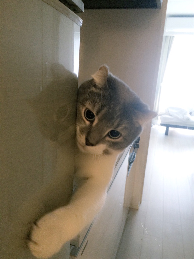 f:id:tatsuya7110:20160328122809j:image f:id:tatsuya7110:20160328122809j:image