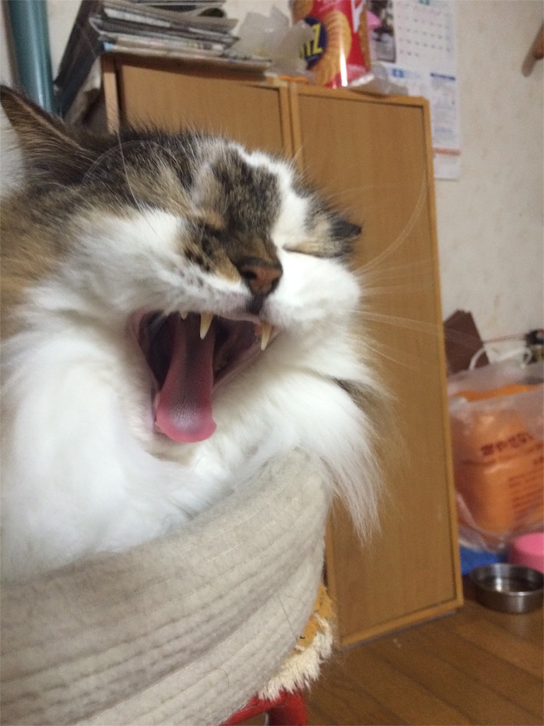 f:id:tatsuya7110:20160505150559j:image f:id:tatsuya7110:20160505150559j:image