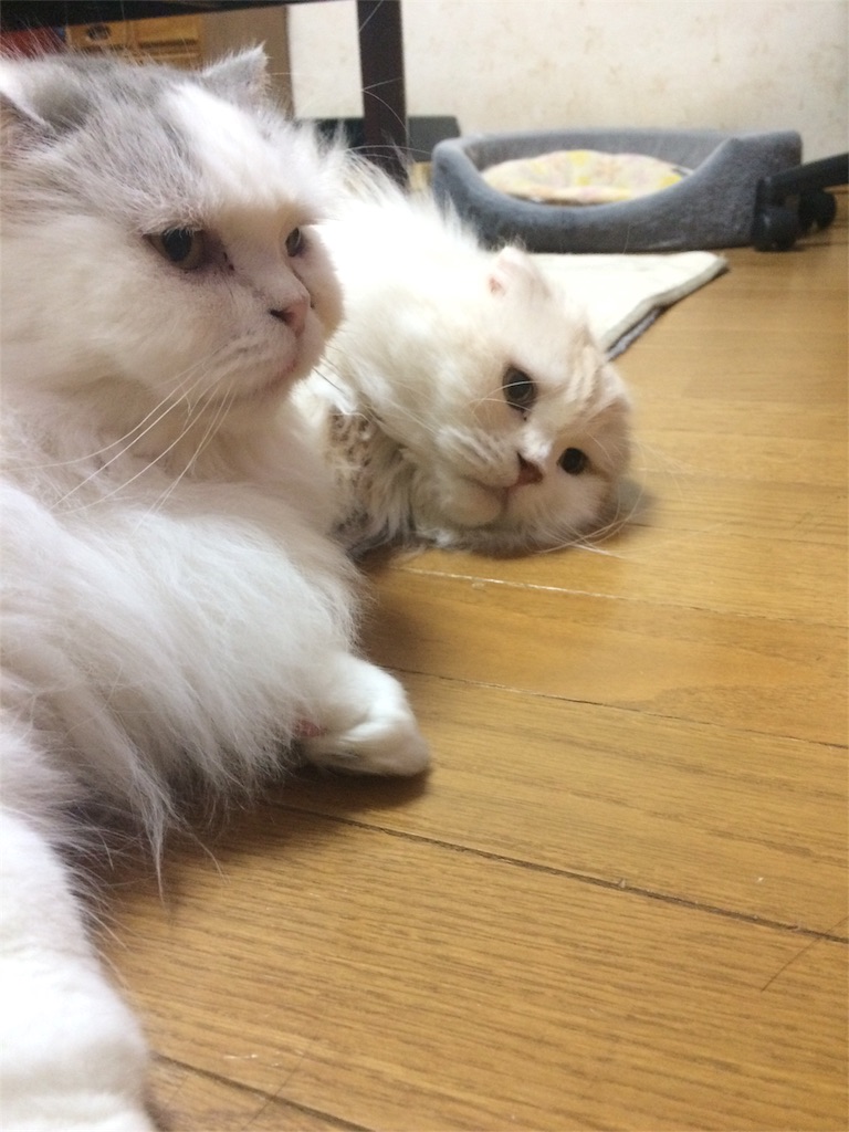 f:id:tatsuya7110:20160505150618j:image f:id:tatsuya7110:20160505150618j:image