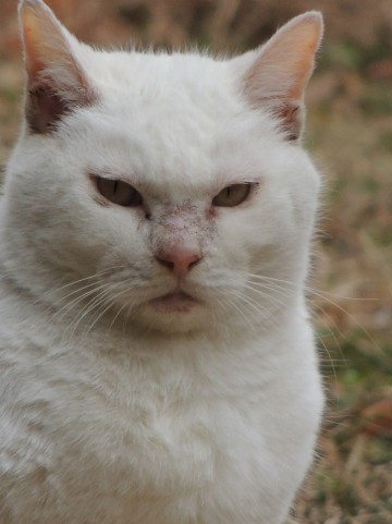 f:id:tbpg:20150527222743j:plain