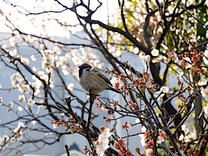 f:id:tcho5397:20140309150321j:plain f:id:tcho5397:20140309150321j:plain
