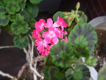 f:id:tcho5397:20140420163337j:plain f:id:tcho5397:20140420163337j:plain