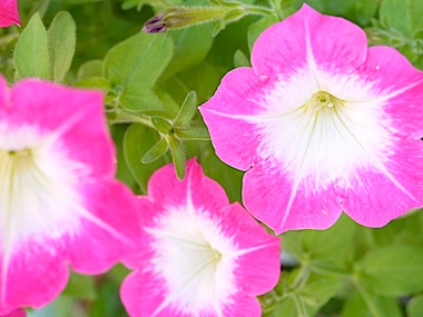 f:id:tcho5397:20140615123005j:plain f:id:tcho5397:20140615123005j:plain