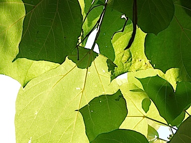 f:id:tcho5397:20140615160420j:plain f:id:tcho5397:20140615160420j:plain