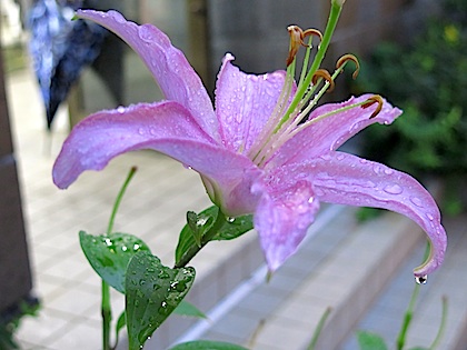f:id:tcho5397:20140809182731j:plain f:id:tcho5397:20140809182731j:plain
