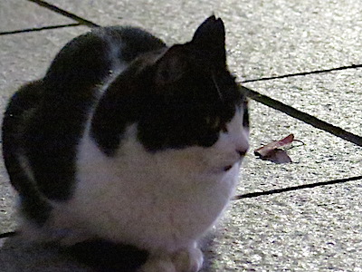 f:id:tcho5397:20141130184412j:plain f:id:tcho5397:20141130184412j:plain