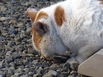 f:id:tcho5397:20141214143913j:plain f:id:tcho5397:20141214143913j:plain