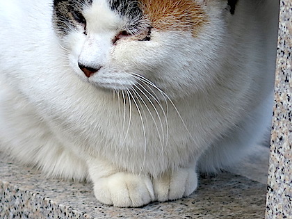 f:id:tcho5397:20141214145636j:plain