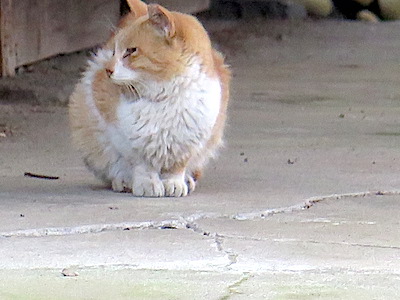 f:id:tcho5397:20141221162028j:plain f:id:tcho5397:20141221162028j:plain