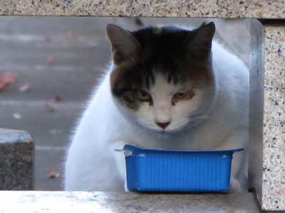 f:id:tcho5397:20141221162132j:plain f:id:tcho5397:20141221162132j:plain