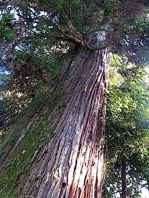 f:id:tcho5397:20150104135042j:plain