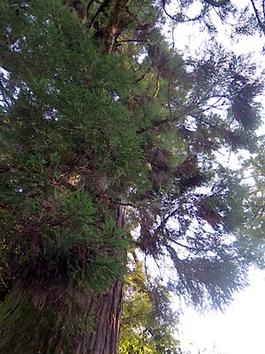 f:id:tcho5397:20150104135125j:plain