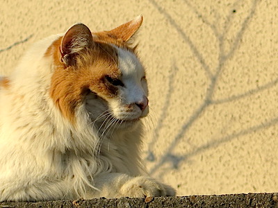 f:id:tcho5397:20150111153438j:plain f:id:tcho5397:20150111153438j:plain