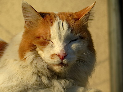 f:id:tcho5397:20150111153616j:plain