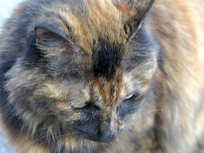 f:id:tcho5397:20150111153916j:plain f:id:tcho5397:20150111153916j:plain