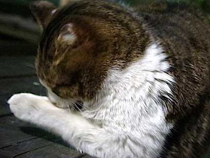 f:id:tcho5397:20150111175844j:plain