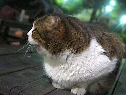 f:id:tcho5397:20150111175923j:plain