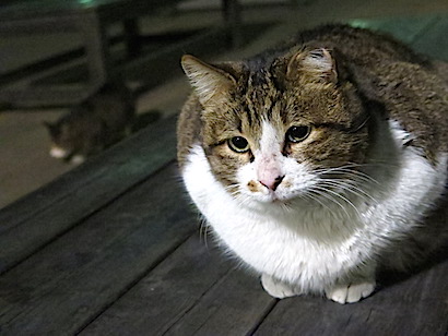 f:id:tcho5397:20150111180003j:plain