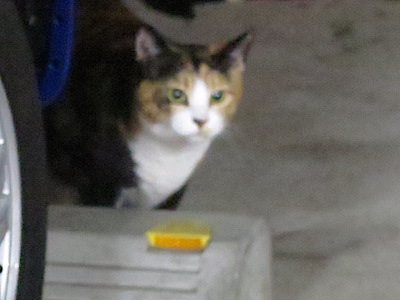 f:id:tcho5397:20150222182112j:plain f:id:tcho5397:20150222182112j:plain