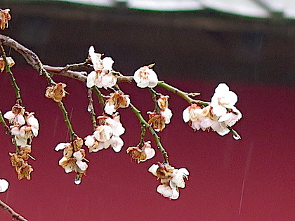 f:id:tcho5397:20150321123116j:plain f:id:tcho5397:20150321123116j:plain