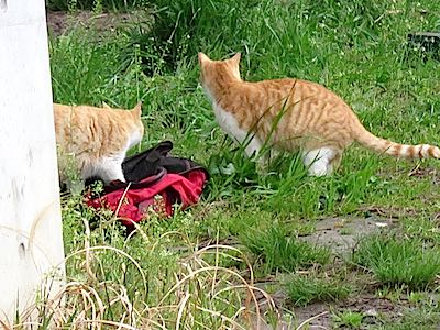 f:id:tcho5397:20150405162804j:plain f:id:tcho5397:20150405162804j:plain