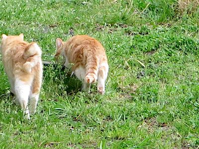 f:id:tcho5397:20150405162815j:plain f:id:tcho5397:20150405162815j:plain