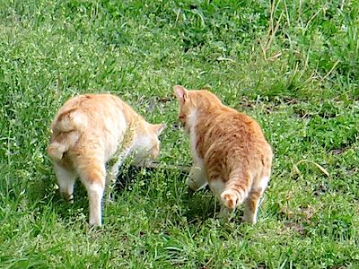 f:id:tcho5397:20150405162818j:plain f:id:tcho5397:20150405162818j:plain