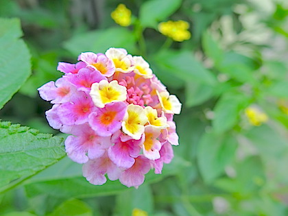 f:id:tcho5397:20150607152337j:plain f:id:tcho5397:20150607152337j:plain