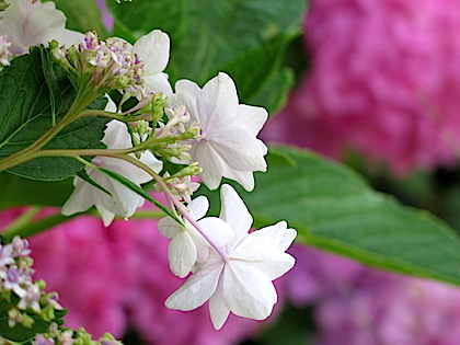 f:id:tcho5397:20150607154230j:plain f:id:tcho5397:20150607154230j:plain