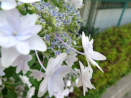 f:id:tcho5397:20150607154322j:plain f:id:tcho5397:20150607154322j:plain