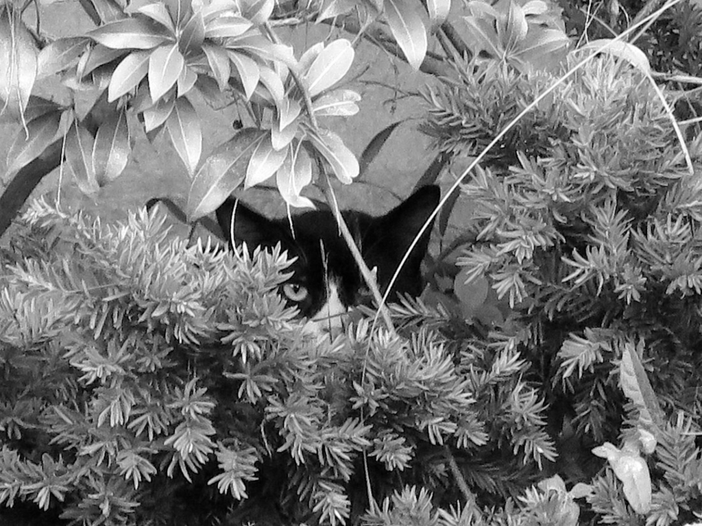 f:id:tcho5397:20150802183144j:plain f:id:tcho5397:20150802183144j:plain