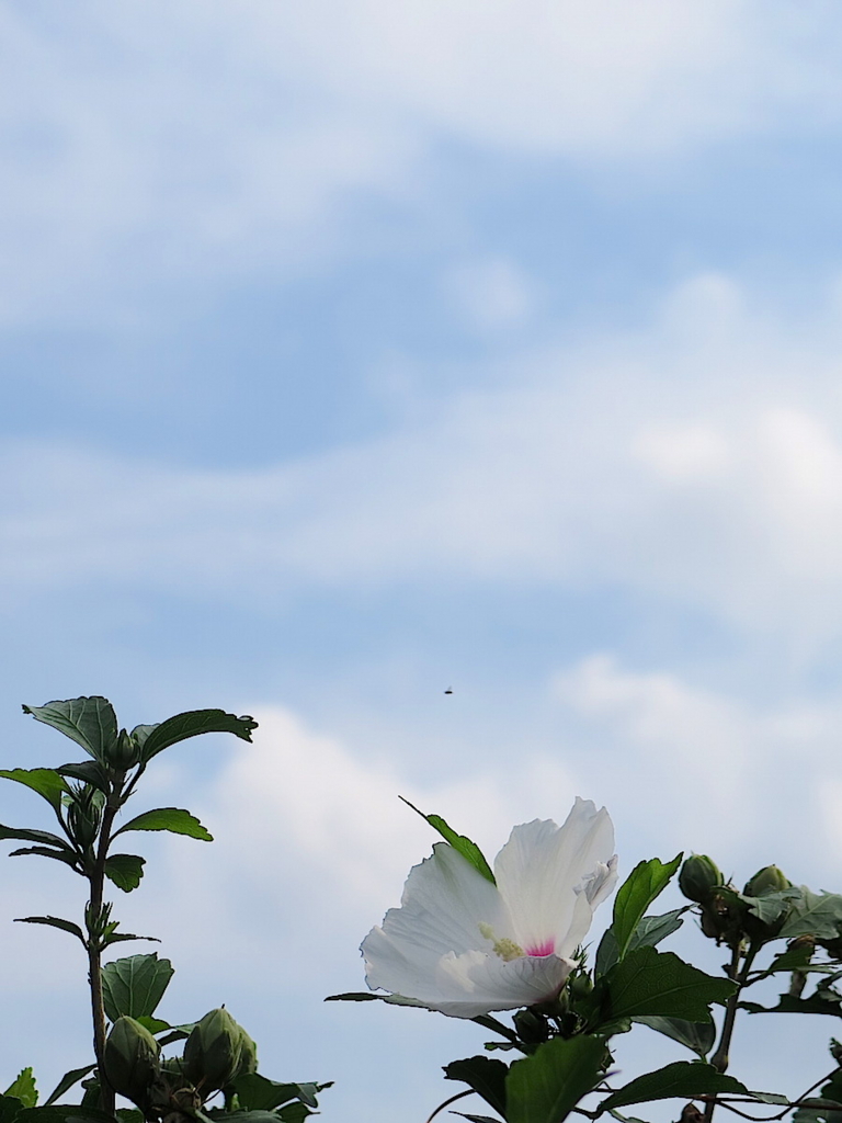 f:id:tcho5397:20150816150755j:plain f:id:tcho5397:20150816150755j:plain