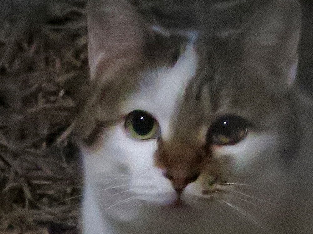 f:id:tcho5397:20151108172333j:plain f:id:tcho5397:20151108172333j:plain