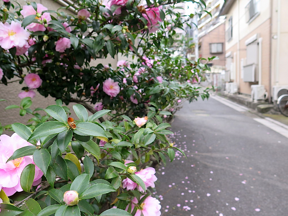 f:id:tcho5397:20151122103537j:plain f:id:tcho5397:20151122103537j:plain