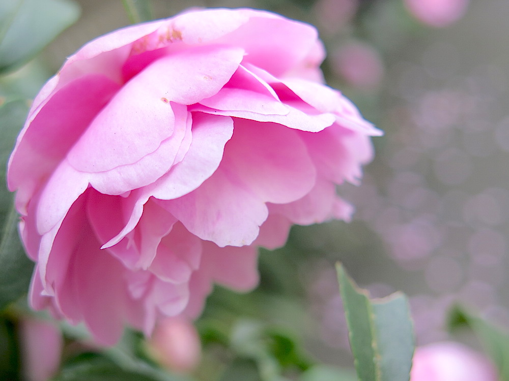f:id:tcho5397:20151122103627j:plain f:id:tcho5397:20151122103627j:plain