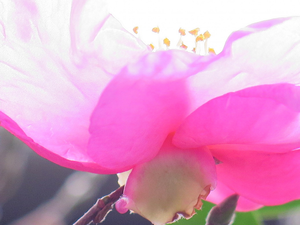 f:id:tcho5397:20151122132006j:plain f:id:tcho5397:20151122132006j:plain
