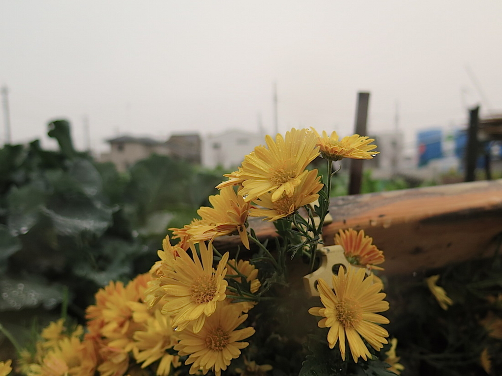f:id:tcho5397:20151213150107j:plain f:id:tcho5397:20151213150107j:plain