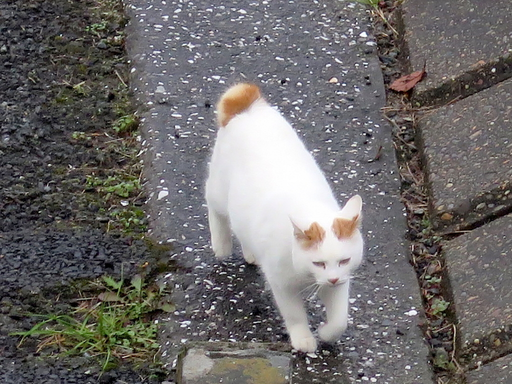 f:id:tcho5397:20151213152038j:plain f:id:tcho5397:20151213152038j:plain