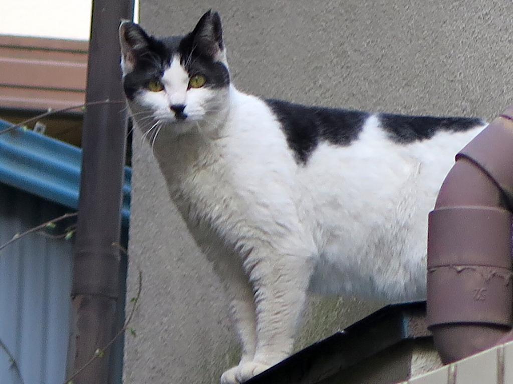 f:id:tcho5397:20160327133333j:plain f:id:tcho5397:20160327133333j:plain