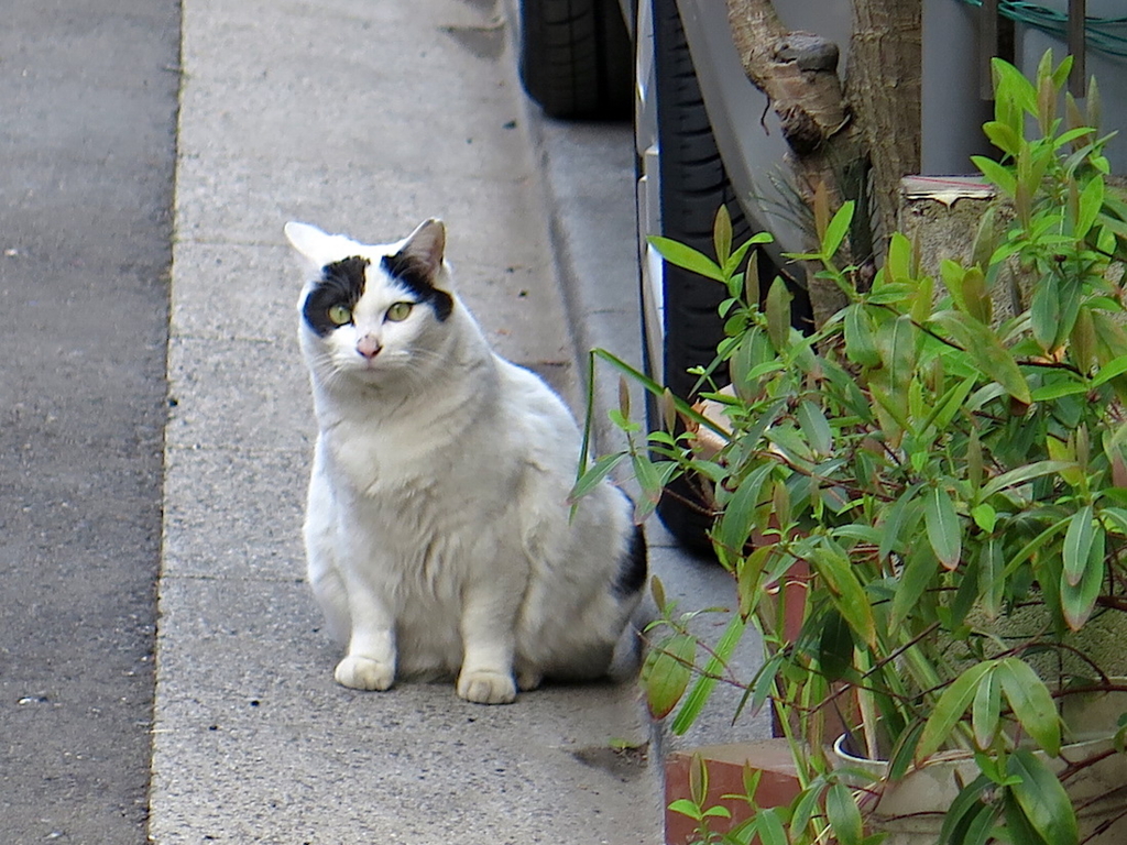 f:id:tcho5397:20160327133536j:plain f:id:tcho5397:20160327133536j:plain