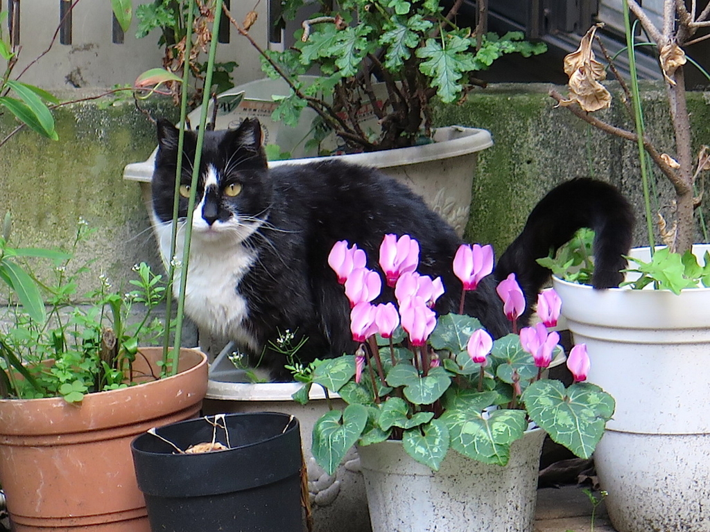 f:id:tcho5397:20160327133539j:plain f:id:tcho5397:20160327133539j:plain