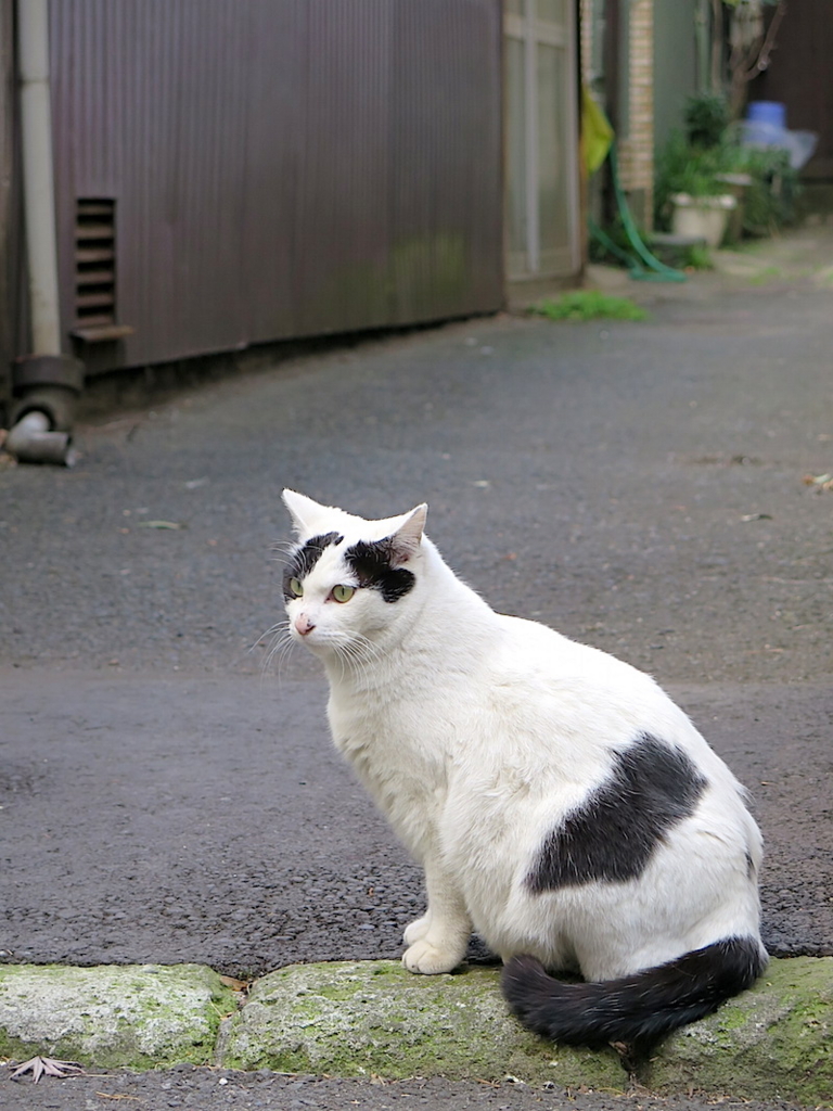 f:id:tcho5397:20160327133613j:plain f:id:tcho5397:20160327133613j:plain