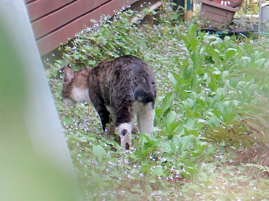 f:id:tcho5397:20160410171022j:plain