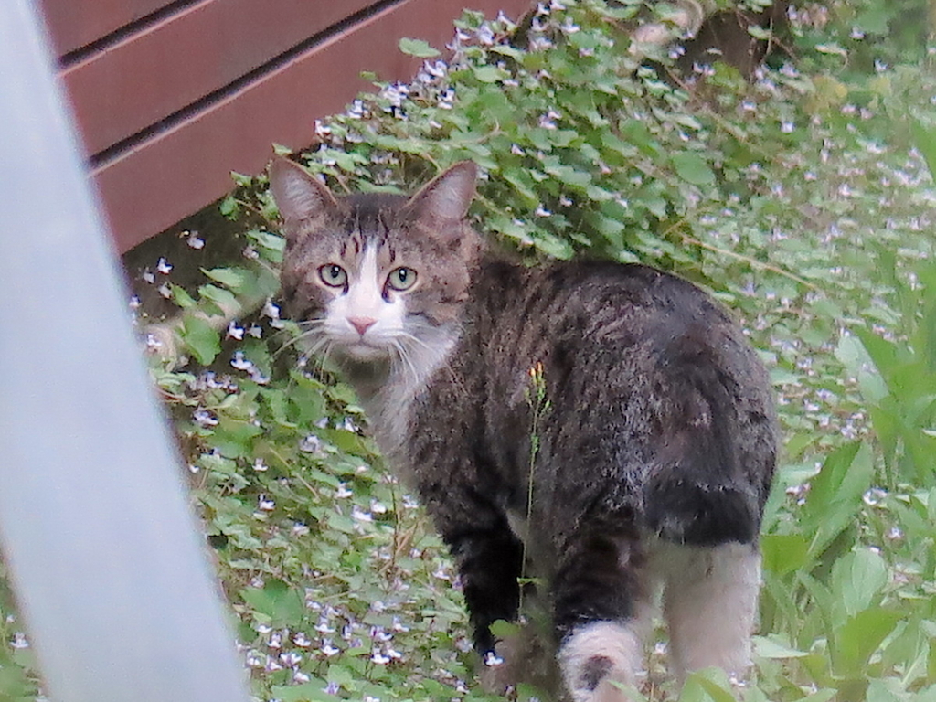 f:id:tcho5397:20160410171025j:plain