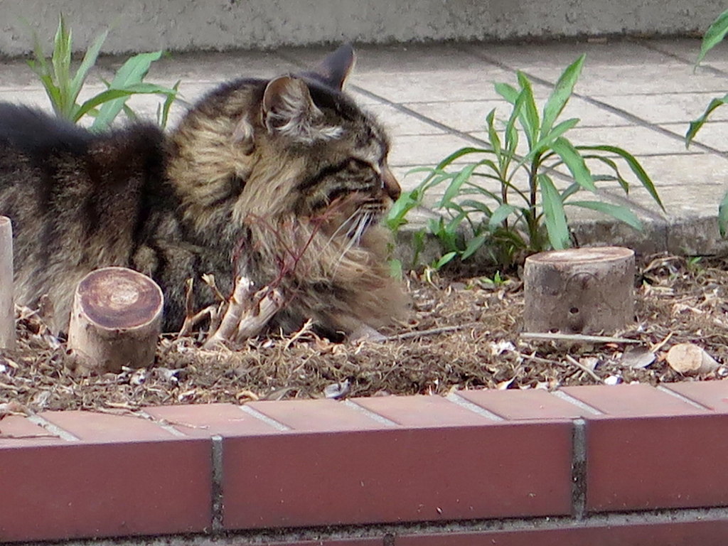 f:id:tcho5397:20160410172427j:plain