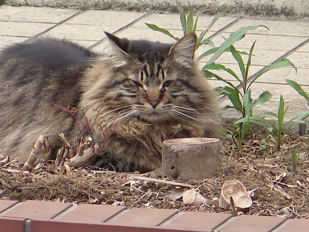 f:id:tcho5397:20160410172442j:plain