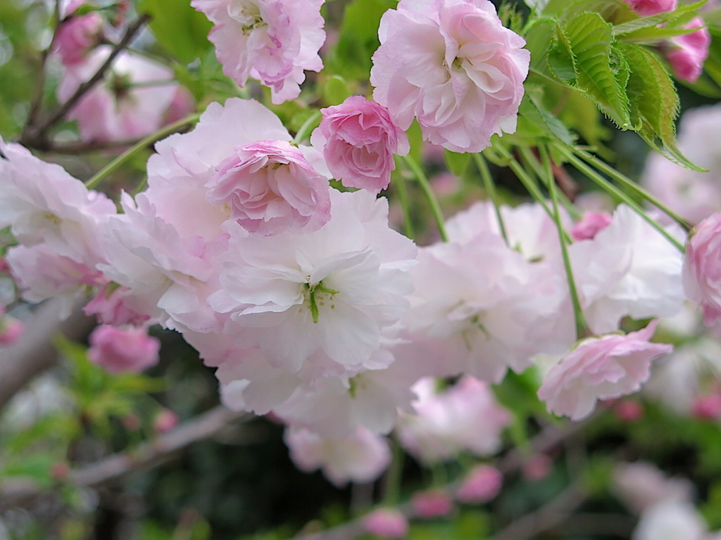 f:id:tcho5397:20160410174340j:plain