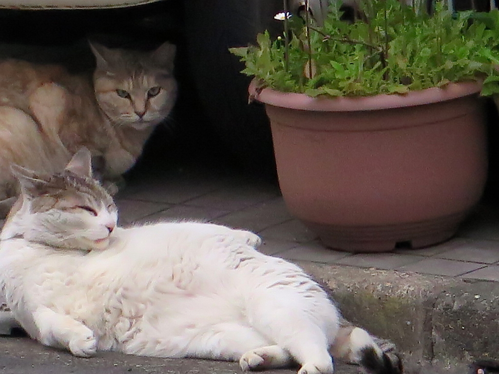 f:id:tcho5397:20160410175424j:plain