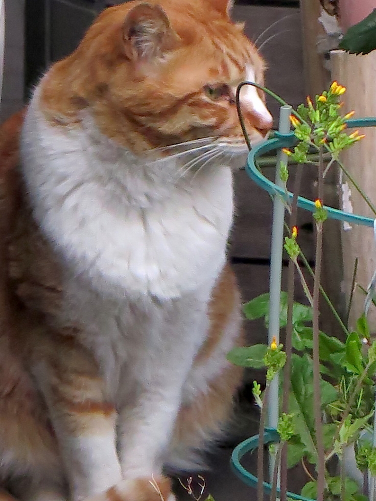 f:id:tcho5397:20160410175544j:plain