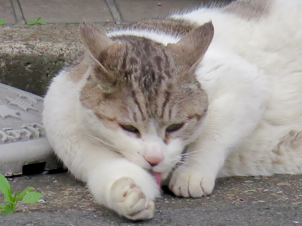 f:id:tcho5397:20160410175554j:plain